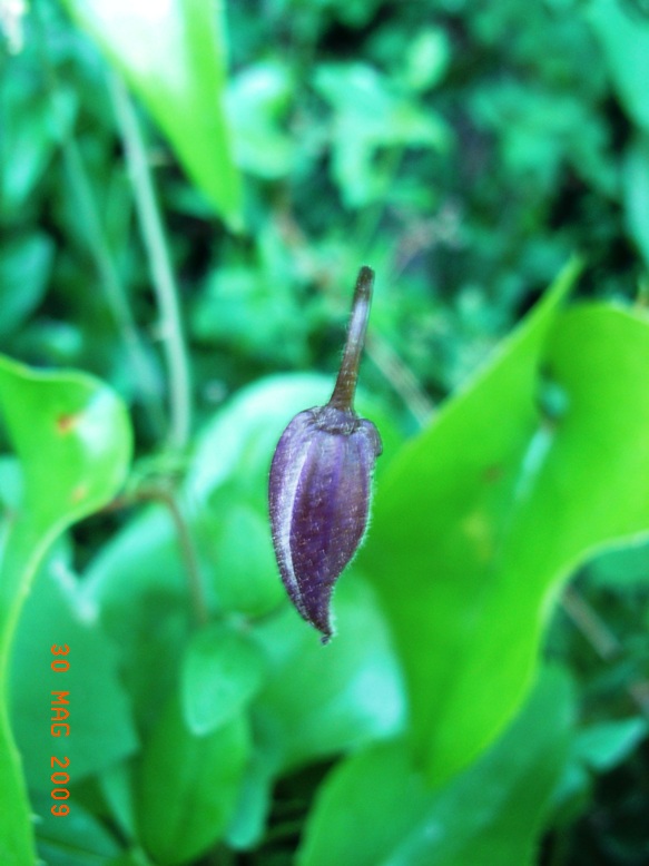 Clematis viticella